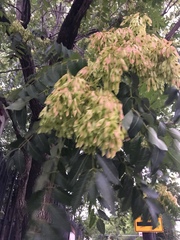 Ailanthus altissima