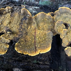 Stereum greslebiniae