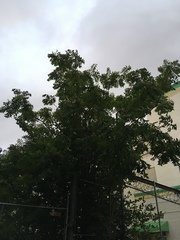 Ailanthus altissima