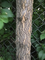 Ailanthus altissima