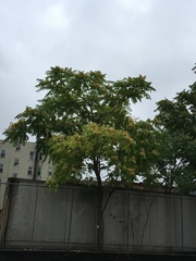 Ailanthus altissima