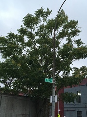 Ailanthus altissima