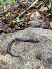 Plethodon montanus