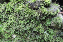 Thamnobryum