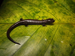 Pseudoeurycea werleri