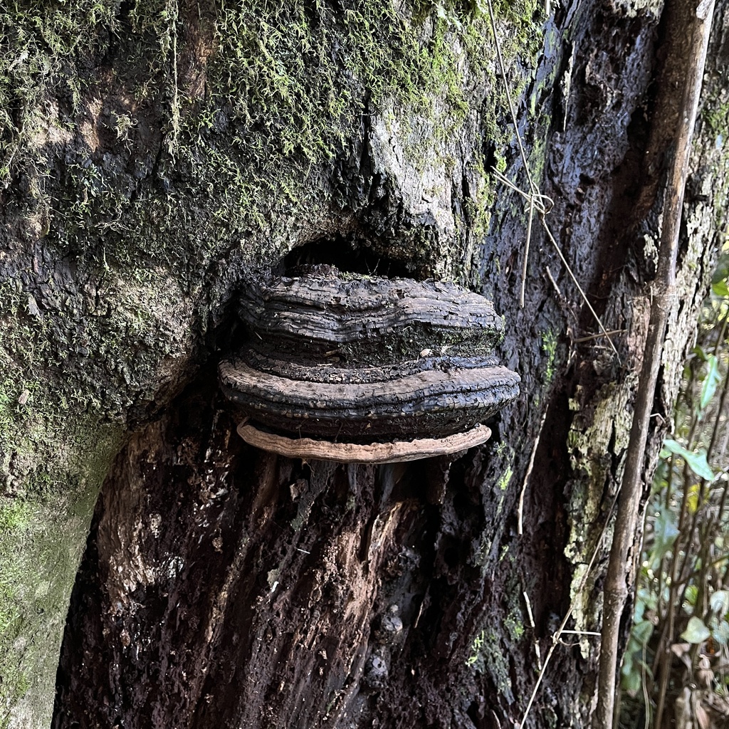 Ganoderma australe · July 2022 · photo: © cristianriquelme (iNaturalist, cc-by)