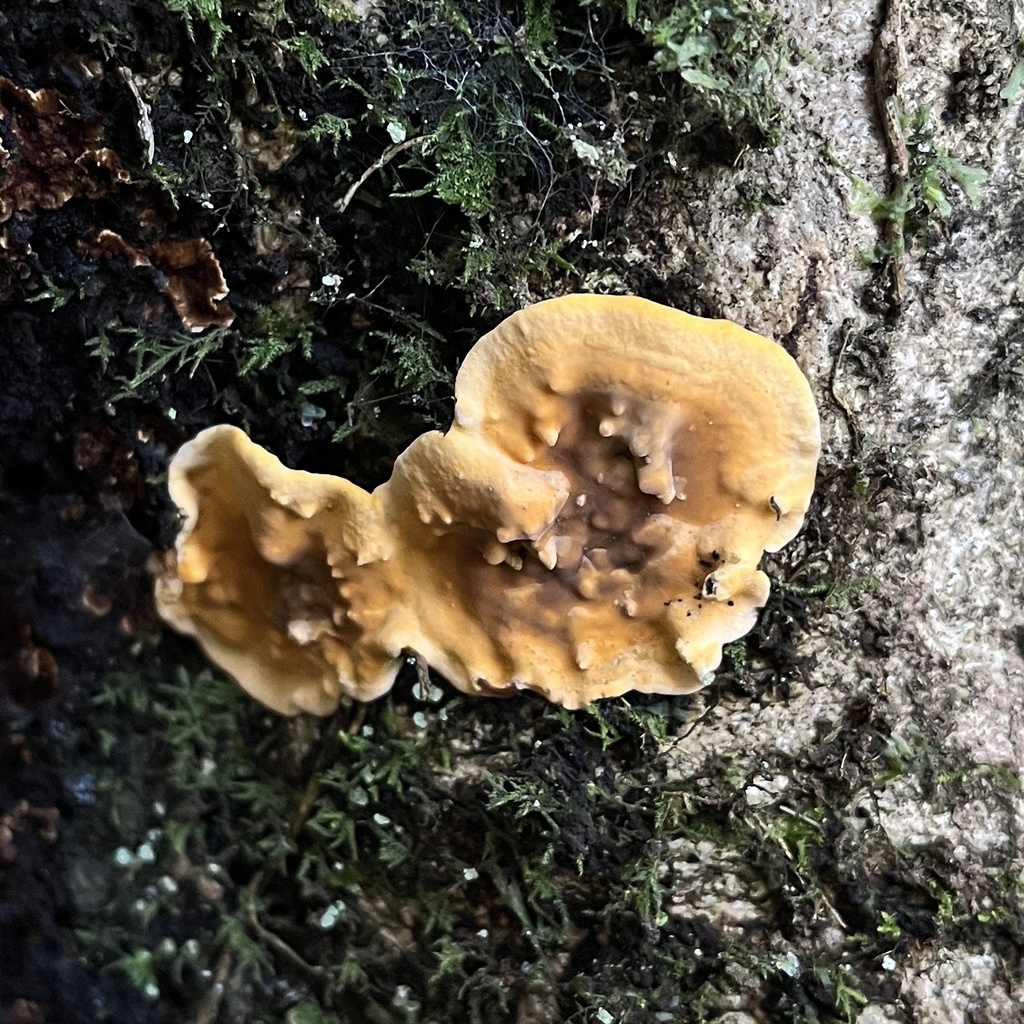 Stereum greslebiniae · July 2022 · photo: © cristianriquelme (iNaturalist, cc-by)