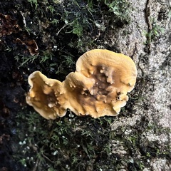 Stereum greslebiniae