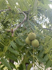 Juglans nigra