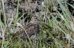 Gallinago magellanica