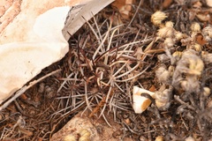 Echinocereus davisii