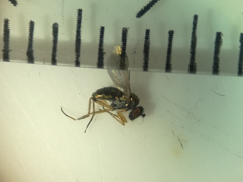 Chrysotus cilipes