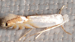 Phyllonorycter argentifimbriella