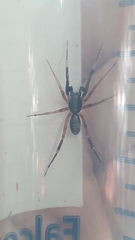Ianduba