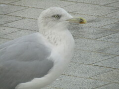 Larus argentatus