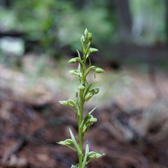 Platanthera brevifolia