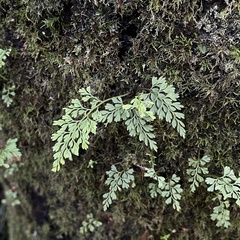 Asplenium dareoides