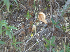 Araujia angustifolia