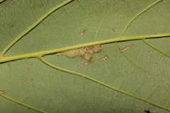 Aceria pseudoplatani