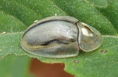 Physonota unipunctata