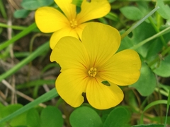 Oxalis perdicaria