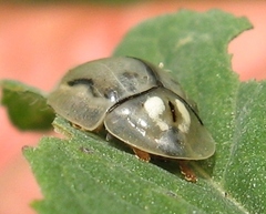 Physonota unipunctata