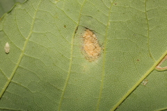 Aceria pseudoplatani