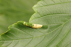 Phyllonorycter geniculella