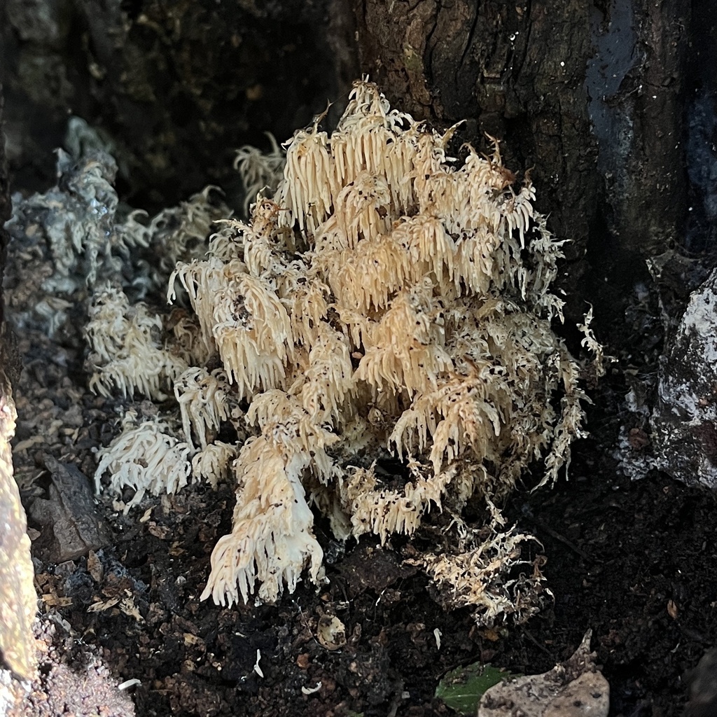 Hericium coralloides · July 2022 · photo: © cristianriquelme (iNaturalist, cc-by)