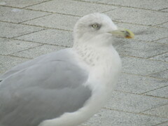 Larus argentatus