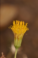 Porophyllum scoparium