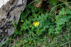 Hypericum nummularium