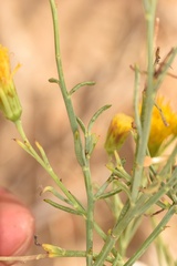 Porophyllum scoparium