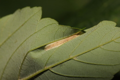 Phyllonorycter geniculella