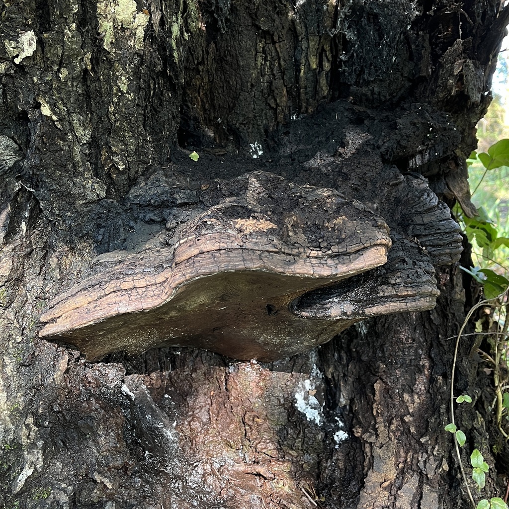 Ganoderma australe · July 2022 · photo: © cristianriquelme (iNaturalist, cc-by)