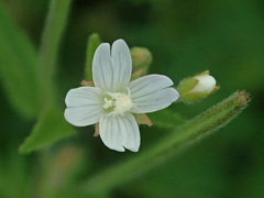 Epilobium pseudorubescens
