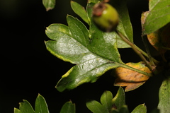 Phyllocoptes goniothorax