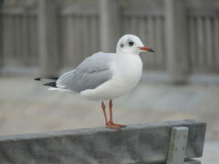 Chroicocephalus ridibundus