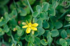 Hypericum nummularium