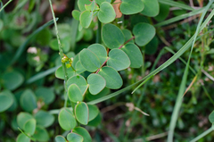 Hypericum nummularium