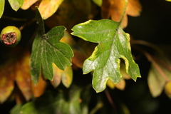 Phyllocoptes goniothorax