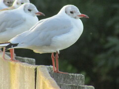 Chroicocephalus ridibundus