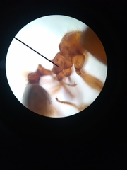 Pheidole pilifera
