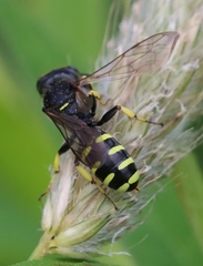 Ectemnius lapidarius