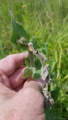 Haplorhynchites aeneus