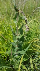 Haplorhynchites aeneus