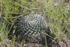 Mammillaria uncinata