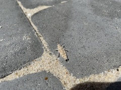 Trimerotropis maritima