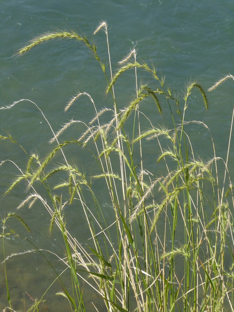 Canada wild rye