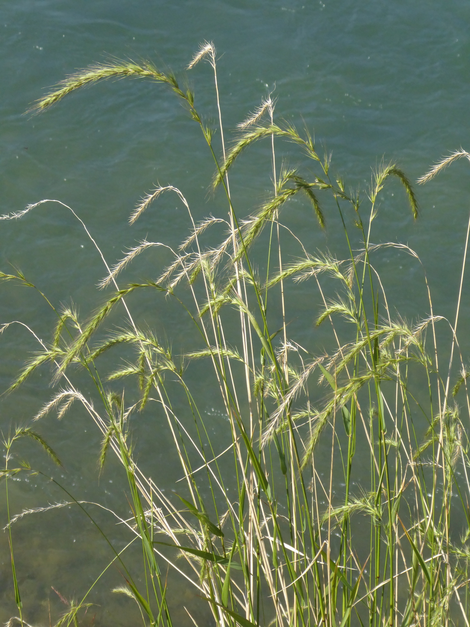 Elymus canadensis